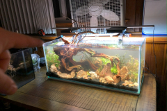 AQUASCAPING WITH THE RED ROCKS AND PLANTING – 20 G LONG RIMLESS AQUARIUM