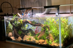 AQUASCAPING WITH THE RED ROCKS AND PLANTING – 20 G LONG RIMLESS AQUARIUM