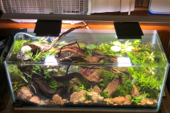 AQUASCAPING WITH THE RED ROCKS AND PLANTING – 20 G LONG RIMLESS AQUARIUM