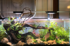 AQUASCAPING WITH THE RED ROCKS AND PLANTING – 20 G LONG RIMLESS AQUARIUM