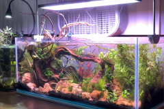 AQUASCAPING WITH THE RED ROCKS AND PLANTING – 20 G LONG RIMLESS AQUARIUM