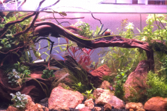 AQUASCAPING WITH THE RED ROCKS AND PLANTING – 20 G LONG RIMLESS AQUARIUM