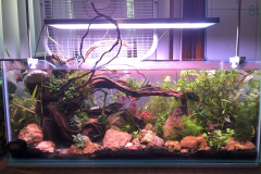 AQUASCAPING WITH THE RED ROCKS AND PLANTING – 20 G LONG RIMLESS AQUARIUM