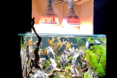 6.8-g-cube aquascaping for IAPLC