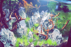 6.8-g-cube aquascaping for IAPLC
