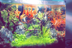 6.8-g-cube aquascaping for IAPLC