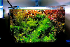 6.8-g-cube aquascaping for IAPLC
