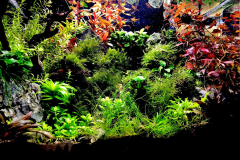 6.8-g-cube aquascaping for IAPLC
