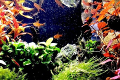 6.8-g-cube aquascaping for IAPLC