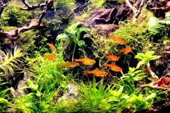 6.8-g-cube aquascaping for IAPLC