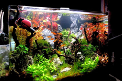 6.8-g-cube aquascaping for IAPLC