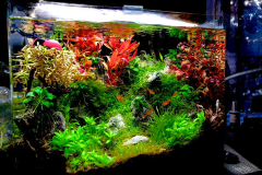 6.8-g-cube aquascaping for IAPLC