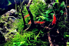 6.8-g-cube aquascaping for IAPLC red sherry shrimps