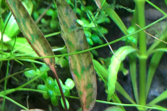 6.8-g-cube aquascaping for IAPLC