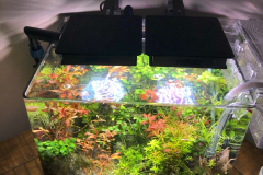 6.8-g-cube aquascaping for IAPLC