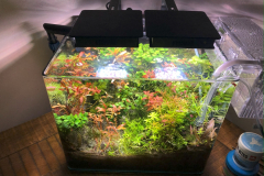 6.8-g-cube aquascaping for IAPLC