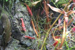 6.8-g-cube aquascaping for IAPLC red sherry shrimps