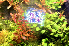 6.8-g-cube aquascaping for IAPLC