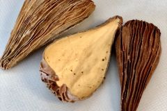 Dregea-Pods-dregea-volubillis-plant-amazon-blackwater