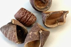 Dysoxylum-Pods-Dysoxylum-binectariferum-Amazon-Blackwater