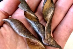 Kachnar-Tree-Pods-bauhinia-variegata-Amazon-Blackwater