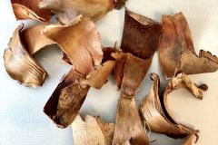 coco-palm-bracts