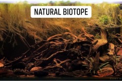 Biotope-style-aquascaping-2