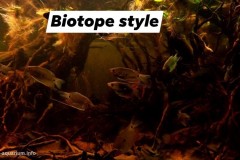 Biotope-style-aquascaping-3