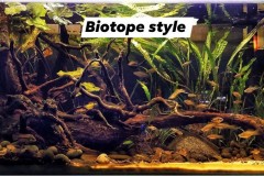 Biotope-style-aquascaping