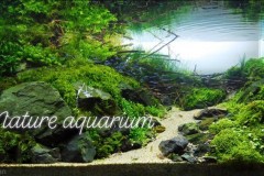 Nature-aquascape