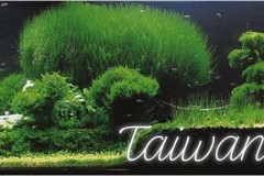 Taiwanese-style-aquascaping
