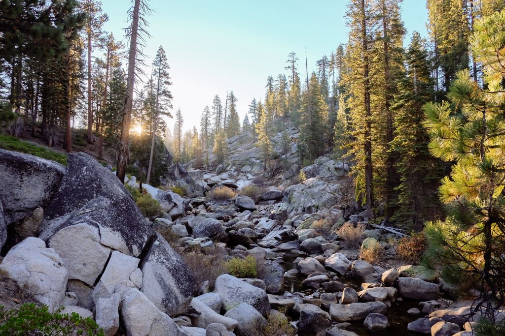 pine-forest-yosemite-aquascaping