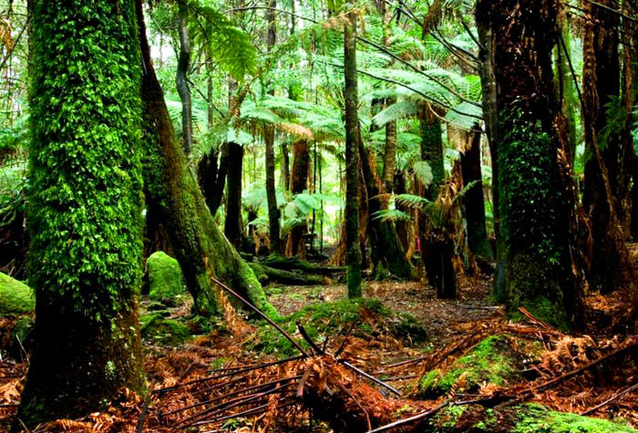 tasmania-tarkine-forest