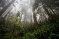 aquascaping-ideas-trees-mist-forest-green-Amazon-Brazil-creeks
