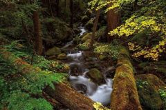 rocky-forest-stream-fallen-trees-river