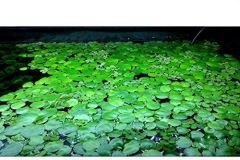 amazon-frogbit