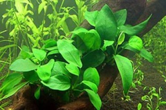 anubias