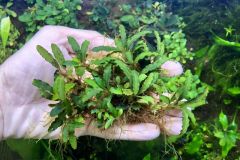 bucephalandra