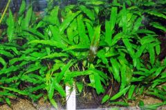 cryptocoryne