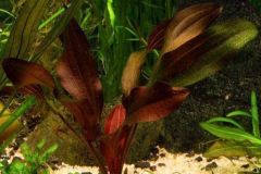 echinodorus