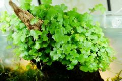 hydrocotyle