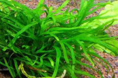 java-fern