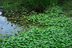 pennywort