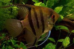 Angelfish-South-America-2