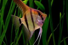Angelfish-South-America