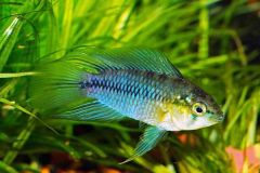 Apistogramma-blue