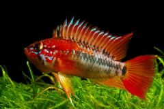 Apistogramma-macmasteri-red-mask