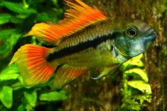 Apistogramma
