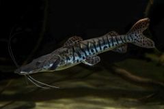 Barred-Shovelnose-Pseudoplatystoma-fasciatum-catfish
