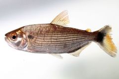 Brycon-trout-looking-fish
